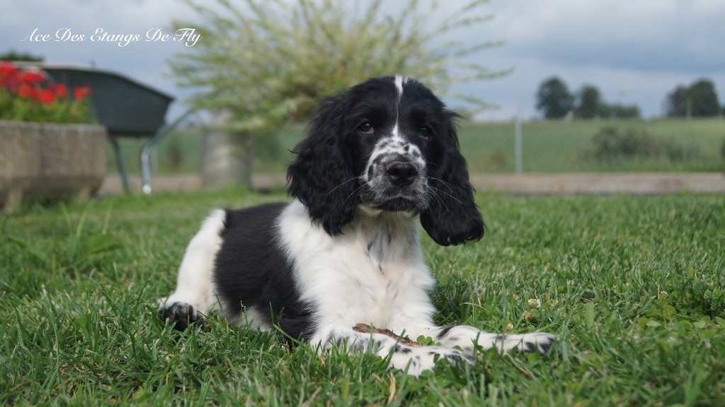 des étangs de Fly - Chiots disponibles - Cocker Spaniel Anglais